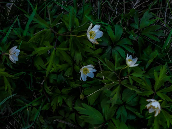 Closeup Beautiful White Wood Anemone Flowers — Stock Photo, Image