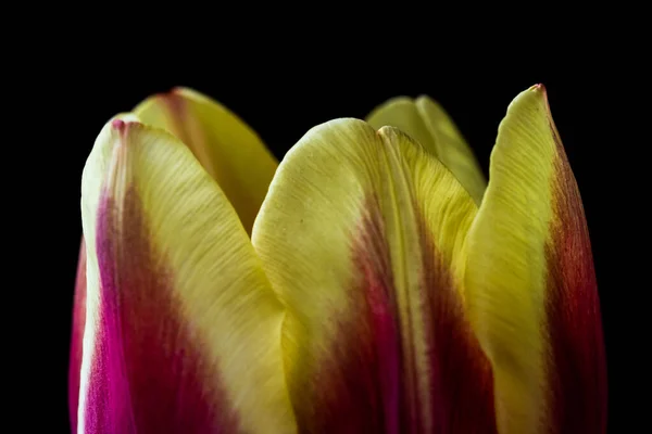 Eine Nahaufnahme Einer Roten Und Gelben Tulpe Auf Schwarzem Hintergrund — Stockfoto