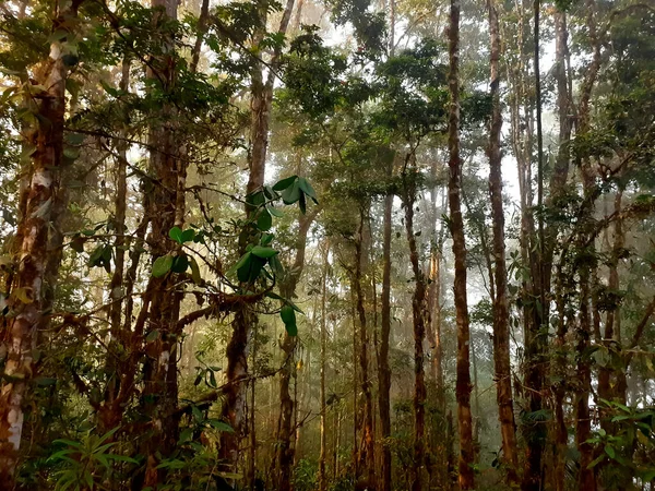 Hutan Lebat Dengan Daun Pohon Hijau — Stok Foto