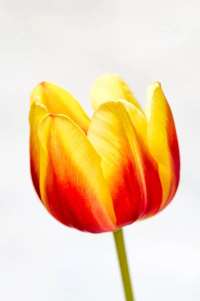 Tiro Vertical Uma Tulipa Vermelha Amarela Fundo Branco — Fotografia de Stock