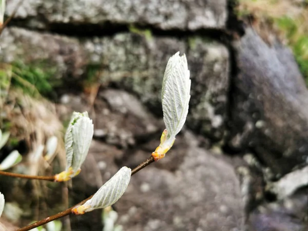 木の枝に咲く蕾のクローズアップ — ストック写真