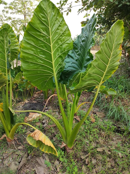 地面に明るい緑の巨大なXanthosomaの葉や象の耳の植物のクローズアップショット — ストック写真