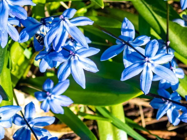 Uma Vista Superior Bando Belas Flores Azuis Squill Siberianas Sob — Fotografia de Stock