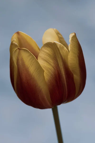 Tiro Vertical Uma Tulipa Vermelha Amarela Fundo Azul — Fotografia de Stock