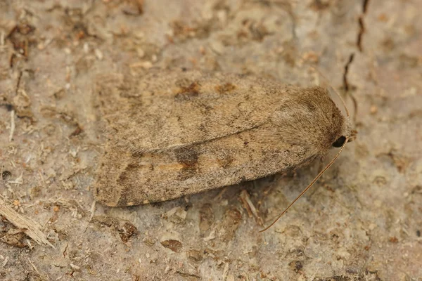 Polilla Rústica Moteada Marrón Sobre Una Madera —  Fotos de Stock