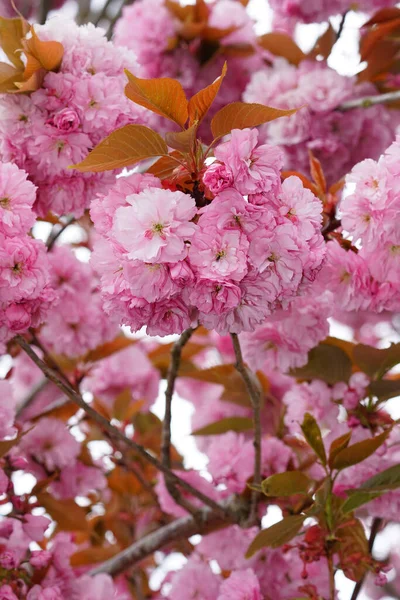 日本樱桃树盛开的紫色花朵 — 图库照片