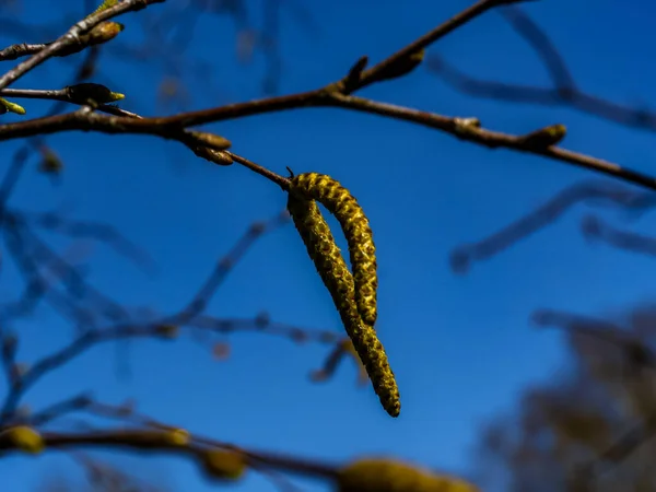 Tiro Enfoque Selectivo Ramas Abedul Con Amentos Largos Esponjosos Primavera —  Fotos de Stock