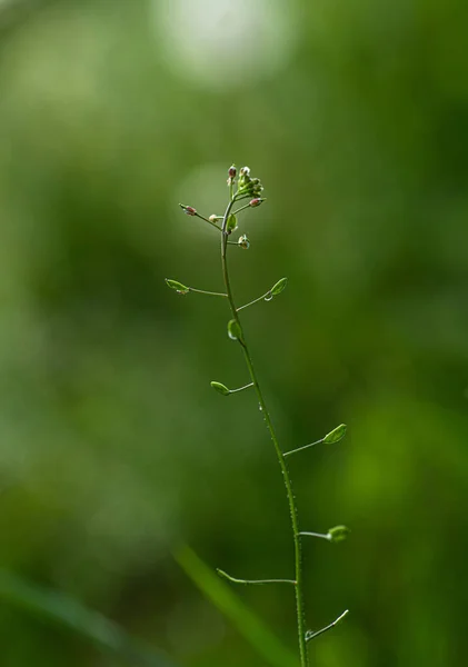 Een Verticaal Shot Van Shepherd Tas Wazige Groene Achtergrond — Stockfoto