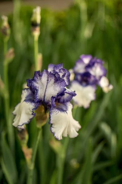 花菖蒲の花の垂直ショット — ストック写真