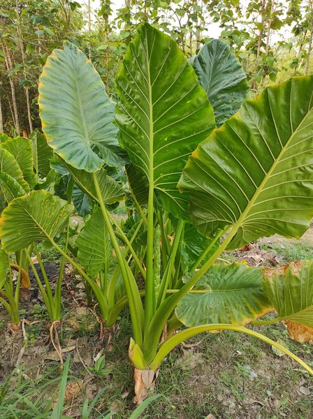 Sebuah Gambar Close Dari Daun Xanthosoma Hijau Terang Atau Telinga — Stok Foto