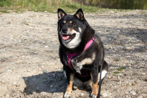 Roztomilý Pes Shiba Inu Plemene Parku — Stock fotografie