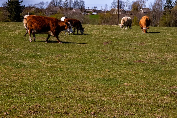 在阳光灿烂的日子 一群奶牛在牧场上吃草 — 图库照片