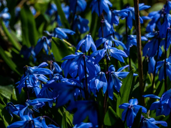 Close Belas Flores Azuis Squill Siberiano Campo — Fotografia de Stock