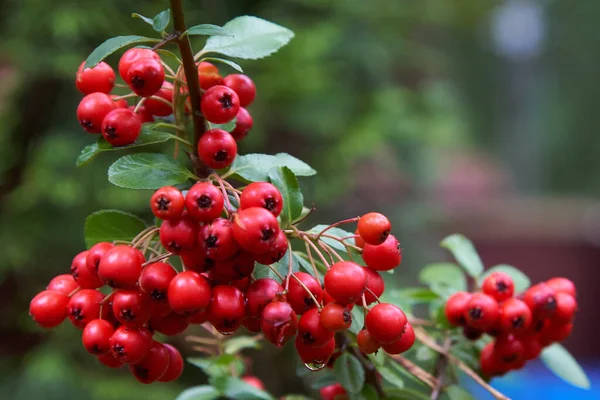 Ein Selektiver Fokusschuss Von Roter Johannisbeere Auf Den Strauch Mit — Stockfoto