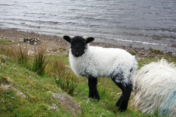 Primer Plano Cordero Irlandés Campo Verde Irlanda — Foto de Stock