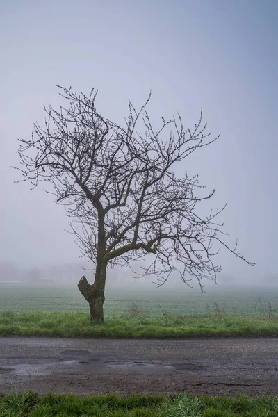 Tiro Vertical Árvores Nuas Solitárias Dia Nublado — Fotografia de Stock