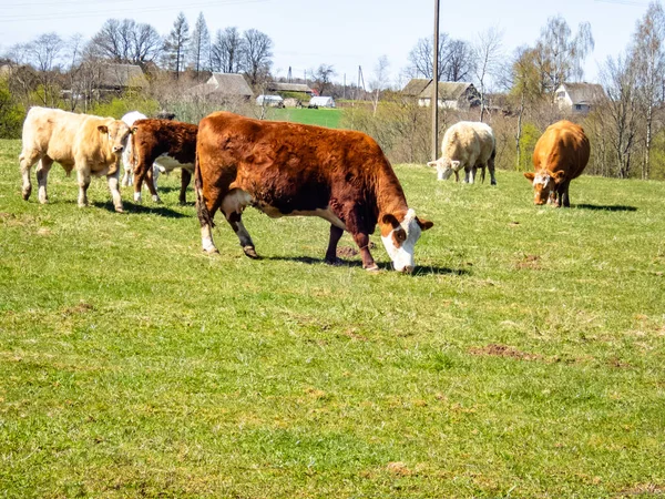 Uma Manada Vacas Pastando Pasto Dia Ensolarado — Fotografia de Stock