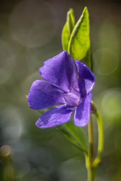 Colpo Verticale Una Pervinca Viola Uno Sfondo Sfocato — Foto Stock