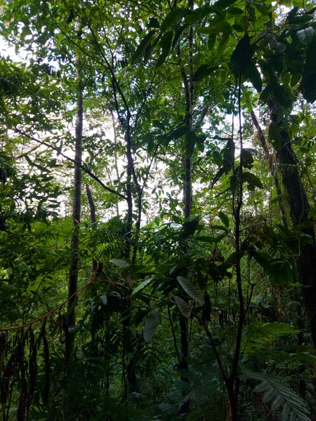 Een Verticaal Schot Van Een Groen Woud — Stockfoto