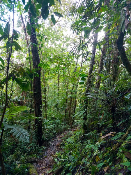 Вертикальний Знімок Стежки Зеленому Лісі — стокове фото