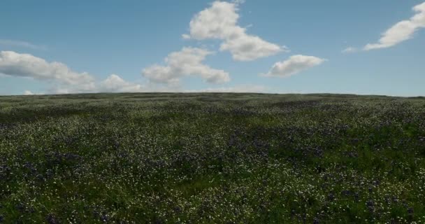 Wunderschöne Landschaft Mit Einem Weizenfeld Und Blauem Himmel — Stockvideo