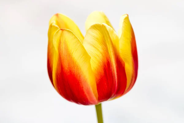 Zbliżenie Ujęcie Czerwonego Żółtego Tulipana Białym Tle — Zdjęcie stockowe