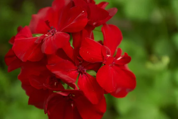 Une Mise Point Sélective Géranium Rouge Fleuri Sur Fond Vert — Photo