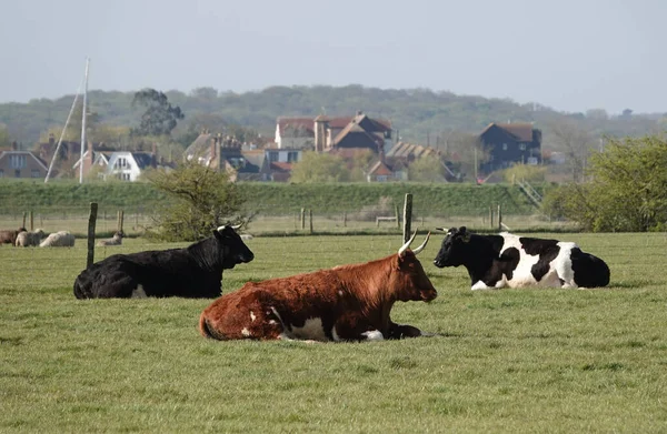 農場の草の上に座っている牛のグループ — ストック写真