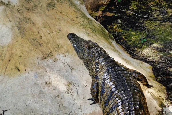 Een Shot Van Een Alligator Dierentuin — Stockfoto