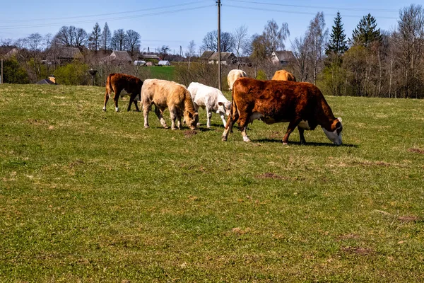 Stado Krów Pasących Się Pastwisku Słoneczny Dzień — Zdjęcie stockowe