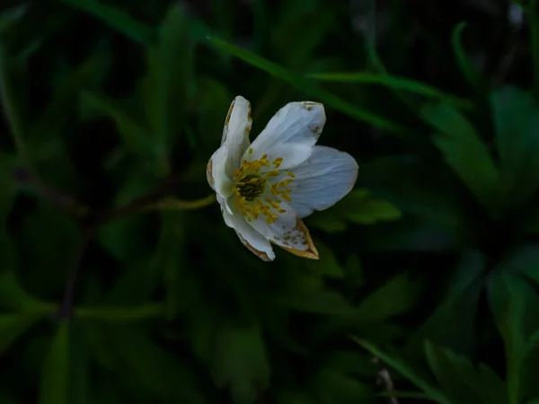 Detailní Záběr Krásné Bílé Dřevo Sasanky Květiny — Stock fotografie