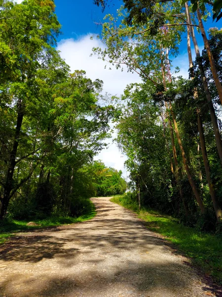 Colpo Verticale Sentiero Bosco Verde — Foto Stock