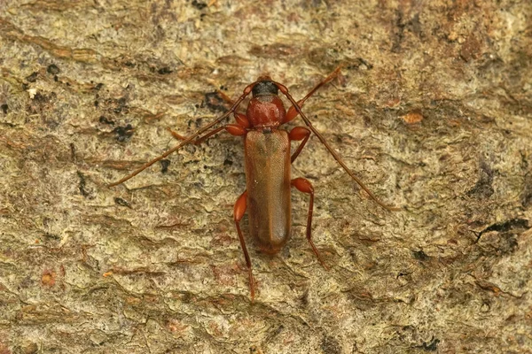 Seekor Kumbang Borer Tanbark Ungu Atas Sepotong Kayu — Stok Foto