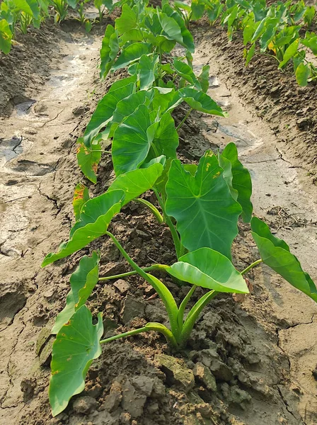 A cultivated farmland of growing Taro Root vegetable with fresh green leaves