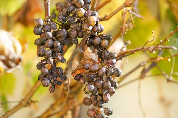 Gros Plan Raisins Mûrs Dans Vignoble — Photo