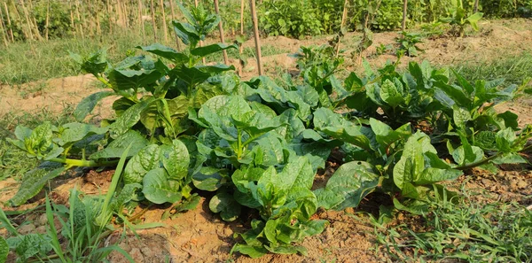 Beautiful Bright Green Indian Malabar Spinach Leaves Field Bright Sun — Stock Photo, Image