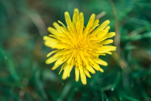 Tiro Close Uma Flor Dente Leão Amarelo Fundo Borrado — Fotografia de Stock