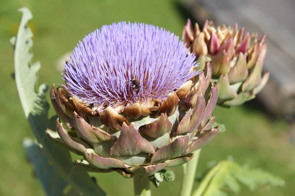 Enfoque Selectivo Una Flor Alcachofa Florecida Con Hojas Verdes —  Fotos de Stock