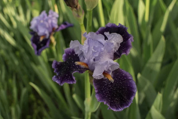 Een Close Shot Van Bloeiende Iris Bloemen — Stockfoto