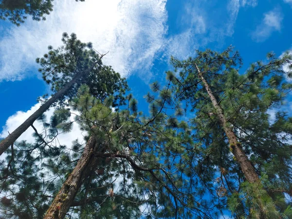 Πράσινα Δέντρα Κάτω Από Μπλε Συννεφιά — Φωτογραφία Αρχείου