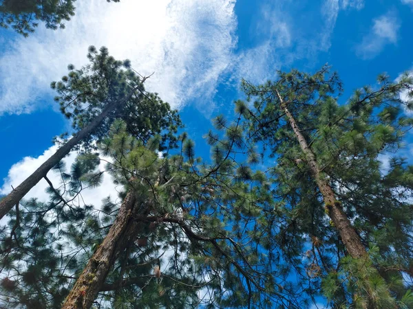 Alberi Verdi Sotto Nuvoloso Blu — Foto Stock