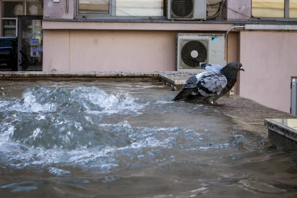 Çatının Kenarındaki Islak Güvercin Suyla Dolu — Stok fotoğraf