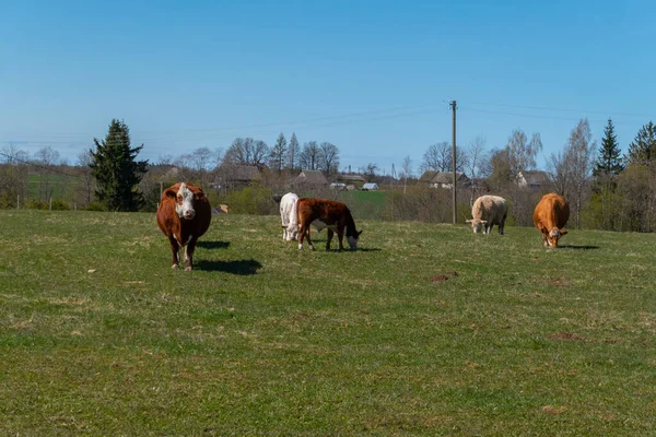 晴れた日に牧草地で放牧される牛の群れ — ストック写真