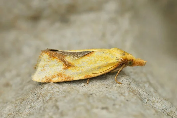 Een Haak Gemerkt Stro Mot Tuin — Stockfoto