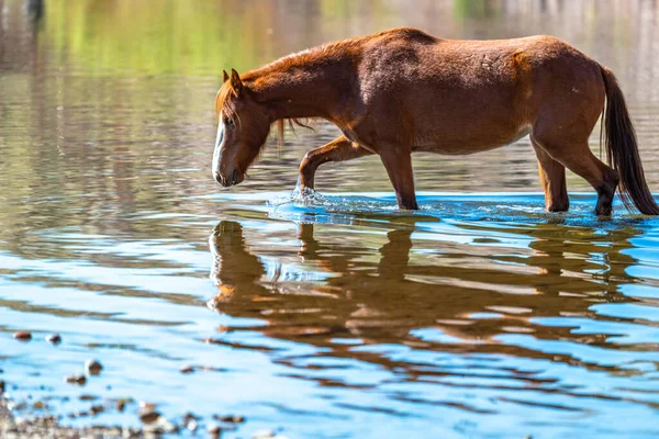 Лошадь Идет Спокойному Озеру — стоковое фото