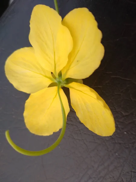 Крупный План Желтого Цветка Касии Фистула Индийский Лабурнум Сзади Черной — стоковое фото