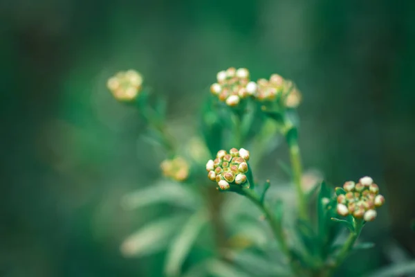 Eine Nahaufnahme Von Jersey Kuschelkraut Blumen Auf Verschwommenem Hintergrund — Stockfoto