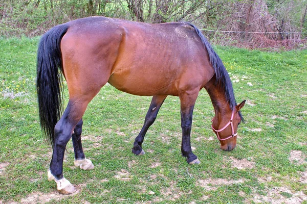 Tiro Hermoso Caballo Campo —  Fotos de Stock