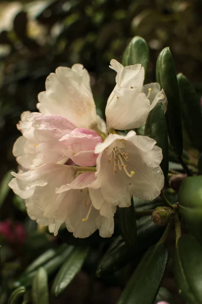 Colpo Verticale Fiori Rododendro Bianco Fiore — Foto Stock