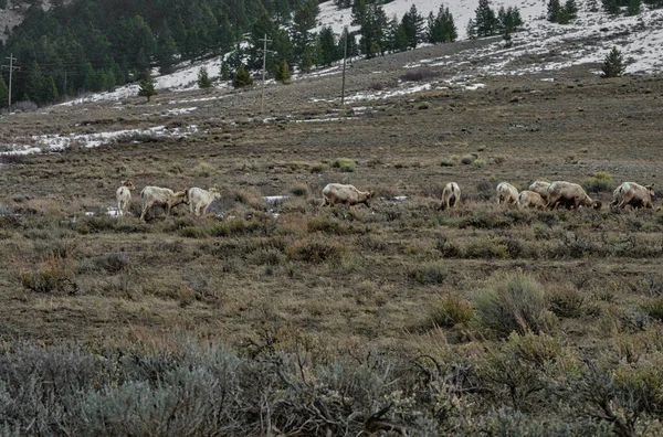Uma Manada Cabras Pastando Campo Aberto — Fotografia de Stock